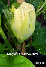 Magnolia 'Yellow Bird'