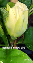 Magnolia 'Yellow Bird'