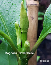 Magnolia 'Tinker Belle'