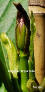 Magnolia 'Tinker Belle'