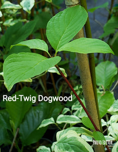 Red-osier (Cornus sericea)-Red twig Dogwood