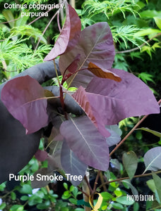 'Purple Smoketree' Cotinus coggygria var. Pupura- in Other Varieties