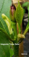 Magnolia 'Tinker Belle'