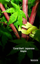 Acer Palmatum 'Sango Kaku' Japanese Maples
