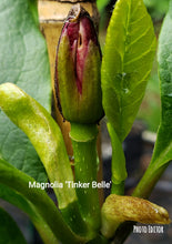 Magnolia 'Tinker Belle'