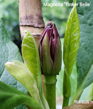Magnolia 'Tinker Belle'