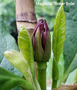 Magnolia 'Tinker Belle'