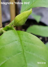 Magnolia 'Yellow Bird'