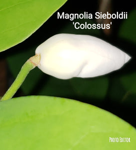 Magnolia Sieboldii 'Colossus'