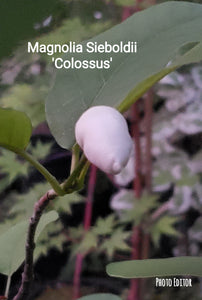 Magnolia Sieboldii 'Colossus'