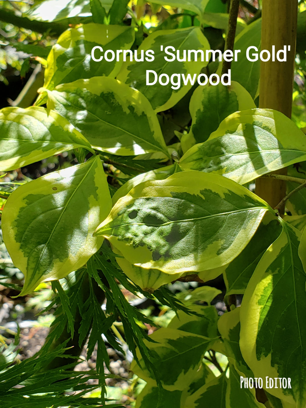 Cornus 'Summer Gold' Dogwood