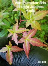 Acer Palmatum 'Shin de Shojo' Japanese Maples