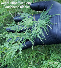 Acer Palmatum 'Seiryu' Japanese Maples