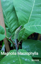 Magnolia Macrophylla