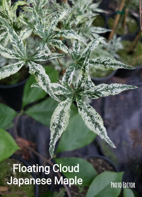 Acer Palmatum 'Uki Gumo' Floating Cloud Japanese Maples