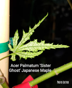 'Sister Ghost' Japanese Maple
