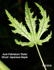 'Sister Ghost' Japanese Maple