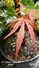 Acer Palmatum 'Shaina' Japanese Maples