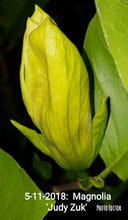 Magnolia 'Judy Zuk'