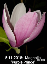 Magnolia 'Purple Prince'