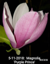 Magnolia 'Purple Prince'