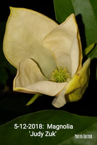 Magnolia 'Judy Zuk'