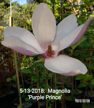 Magnolia 'Purple Prince'