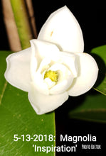 Magnolia 'Inspiration' Evergreen Magnolias