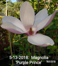 Magnolia 'Purple Prince'