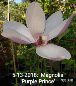 Magnolia 'Purple Prince'