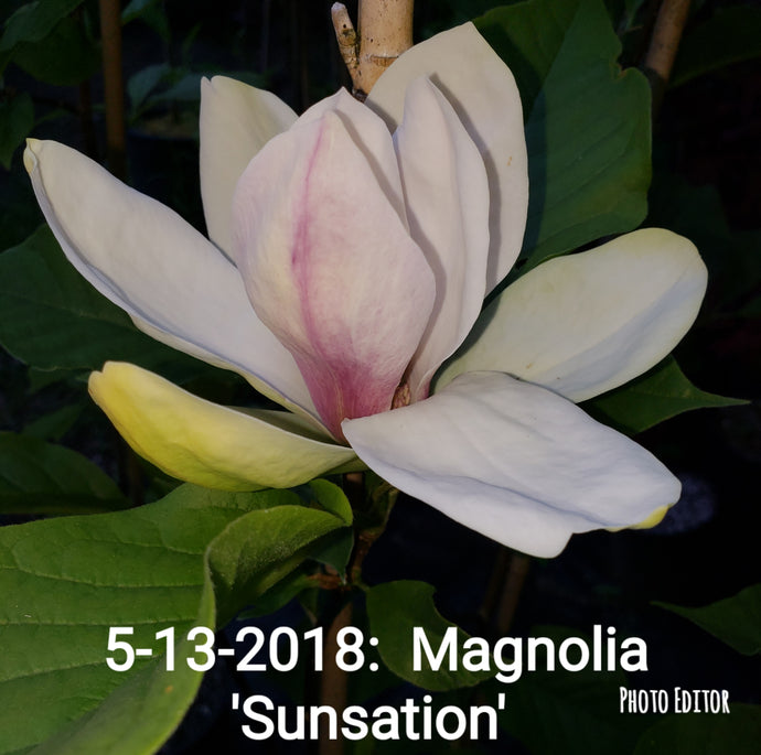 Magnolia 'Sunsation'