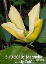 Magnolia 'Judy Zuk'