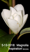 Magnolia 'Inspiration' Evergreen Magnolias