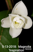 Magnolia 'Inspiration' Evergreen Magnolias