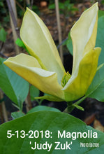 Magnolia 'Judy Zuk'