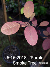 'Purple Smoketree' Cotinus coggygria var. Pupura- in Other Varieties