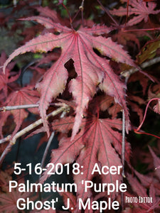 Acer Palmatum 'Purple Ghost'  Japanese Maples