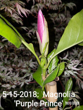 Magnolia 'Purple Prince'