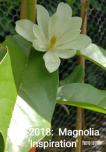 Magnolia 'Inspiration' Evergreen Magnolias