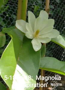 Magnolia 'Inspiration' Evergreen Magnolias