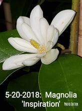 Magnolia 'Inspiration' Evergreen Magnolias