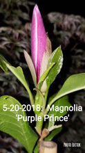 Magnolia 'Purple Prince'