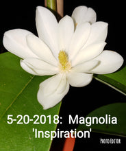 Magnolia 'Inspiration' Evergreen Magnolias