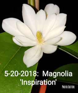 Magnolia 'Inspiration' Evergreen Magnolias