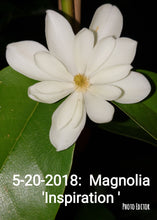 Magnolia 'Inspiration' Evergreen Magnolias