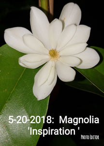 Magnolia 'Inspiration' Evergreen Magnolias