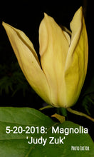 Magnolia 'Judy Zuk'