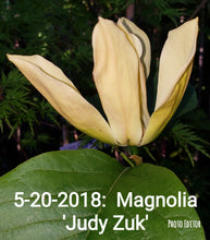 Magnolia 'Judy Zuk'