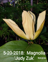 Magnolia 'Judy Zuk'