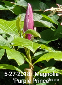 Magnolia 'Purple Prince'